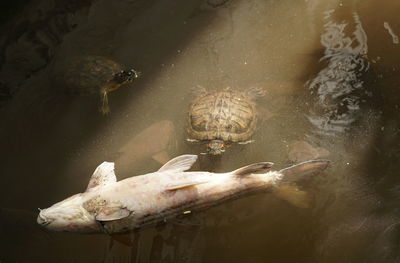 Fish swimming in lake