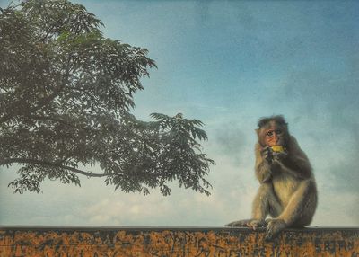 Low angle view of monkey sitting on tree against sky