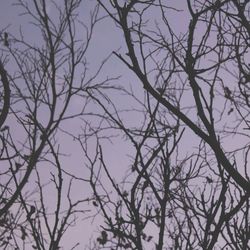 Low angle view of bare trees against sky