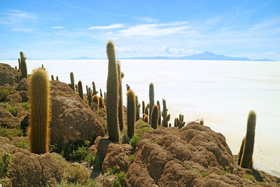 Isla incahuasi rocky outcrop filled with large cactus, salt flats of salar de uyuni, bolivia