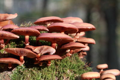 Close-up of mushrooms