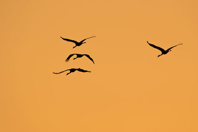 Low angle view of silhouette birds flying against clear sky