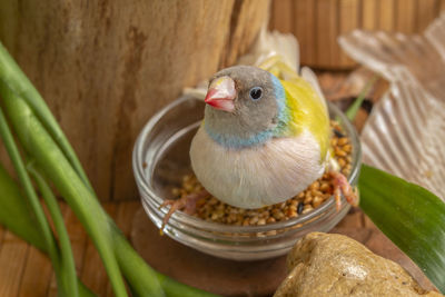 High angle view of a bird perching on the table