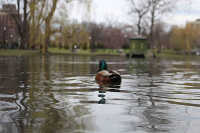 Duck swimming in a lake