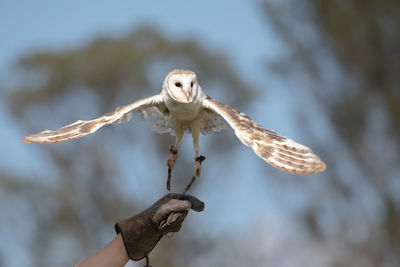 Close-up of hand holding bird flying