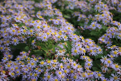 Close-up of purple flowering plants