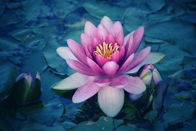 Close-up of lotus water lily in lake