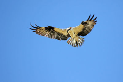 Low angle view of eagle flying against clear blue sky