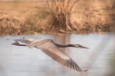 Close-up of bird flying over water