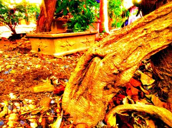 Close-up of tree trunk during autumn