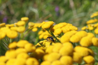 Bumblebee on yellow flower