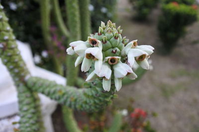 Close-up of white flowering plant