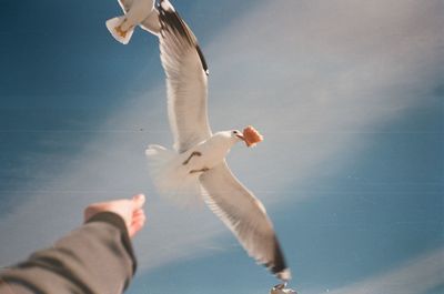 Low angle view of seagull flying against sky