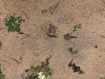 High angle view of plants on field