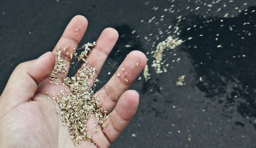 Cropped hand of person holding seeds