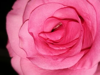 Close-up of pink rose