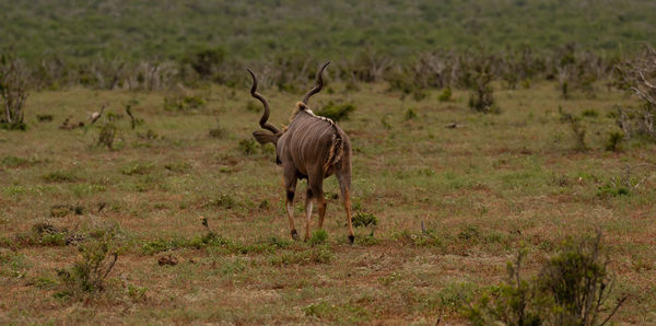 Greater strepsiceros kudu buck in the wild and savannah landscape of africa