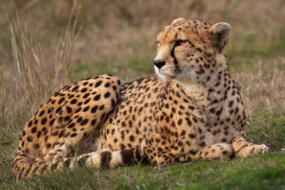 Full length of a leopard