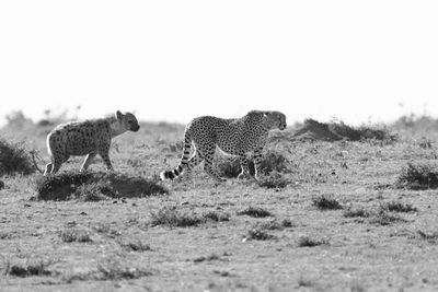 Black and white image of a hyena following a cheetah 