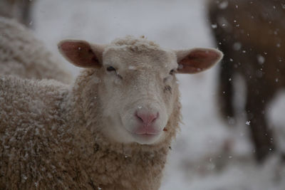 Portrait of sheep standing at farm during snowfall