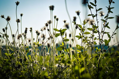 Close-up of flowering plants on field against sky