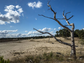 Bare tree on desert against sky