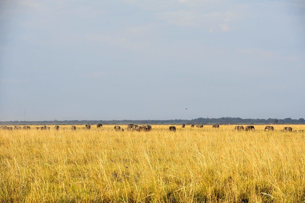 animal themes, animals in the wild, livestock, field, togetherness, grazing, rural scene, mammal, herbivorous, herd, domestic animals, domestic cattle, tranquility, agriculture, safari animals, zoology, cattle, distant, blue, tranquil scene, animal, hoofed mammal, sky, single tree, horizon over land, nature, day, farm