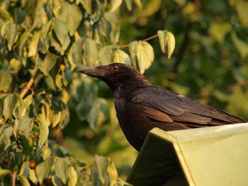 Close-up of bird perching by plant