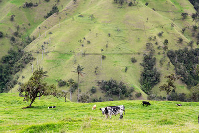 Cows grazing on field