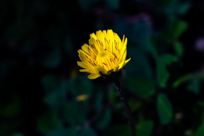 Close-up of yellow flowering plant