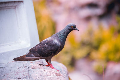 Close-up of pigeon perching on wall