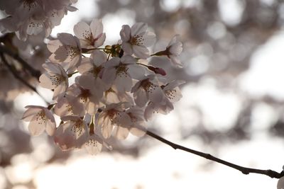 Close-up of cherry blossoms