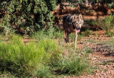 Mexican wolf walking on grass in forest