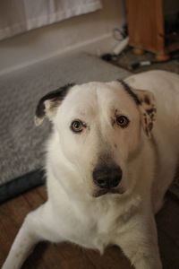 Close-up portrait of dog at home