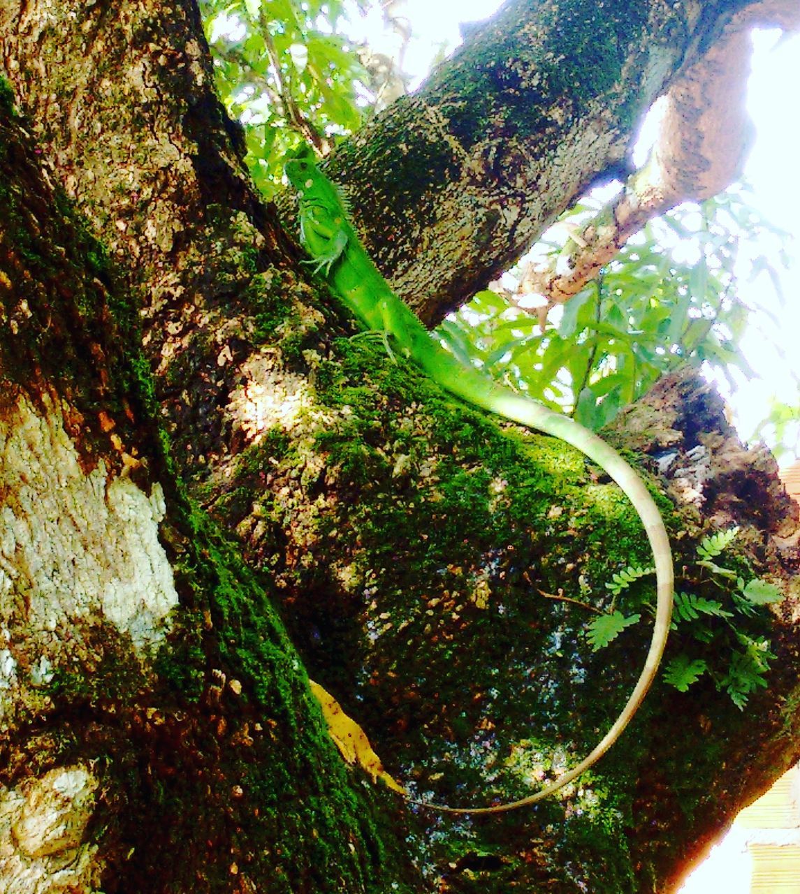 growth, nature, tree, green color, leaf, plant, beauty in nature, no people, low angle view, freshness, day, close-up, outdoors