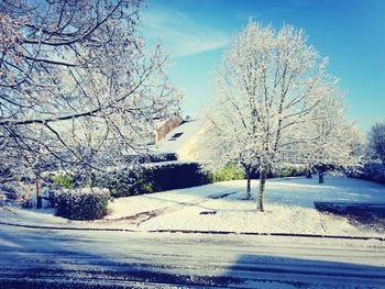 Bare trees on snow covered landscape