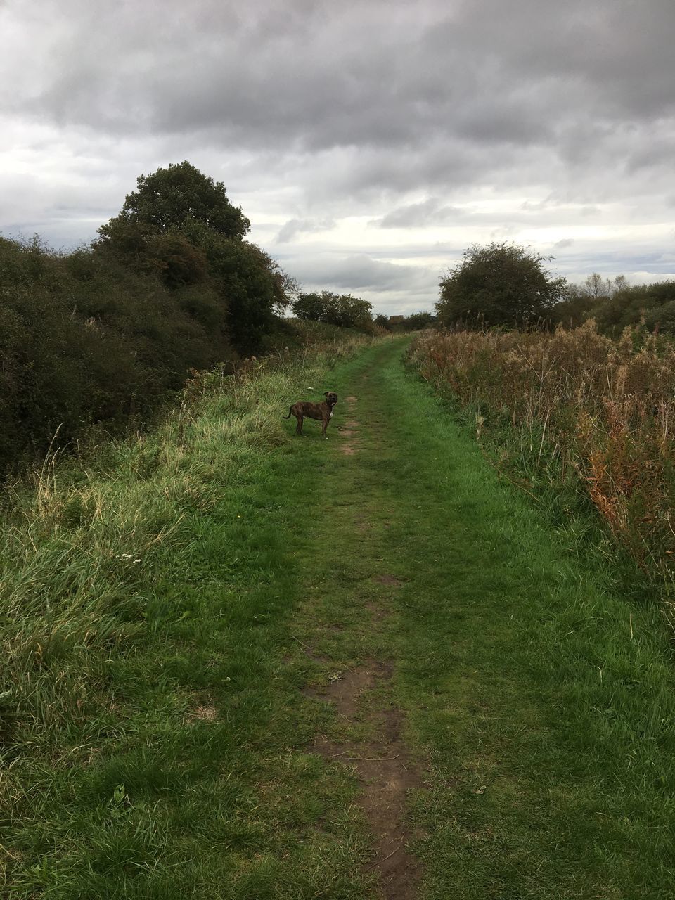 VIEW OF MAN WALKING ON ROAD AMIDST FIELD