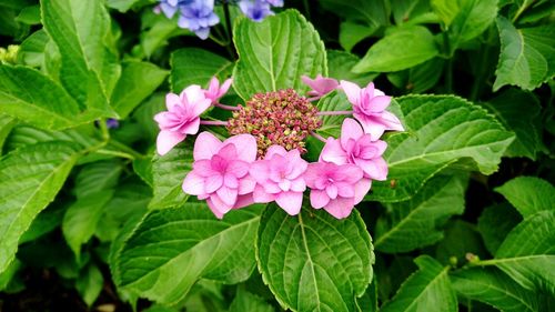 Close-up of pink flowers