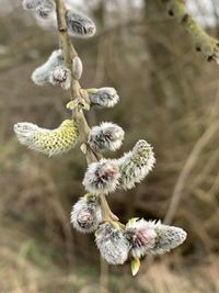 Close-up of wilted plant