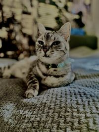 Close-up of cat lying on floor