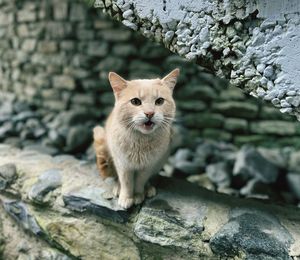 Portrait of cat on rock against wall