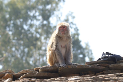 Monkey sitting on rock against sky