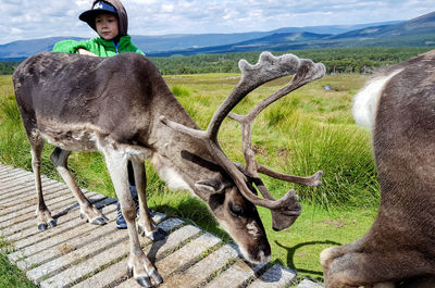 Cute boy touching deer while standing on footpath