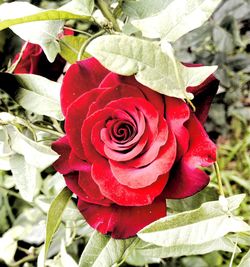 Close-up of red rose