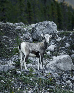 Sheep standing on rock