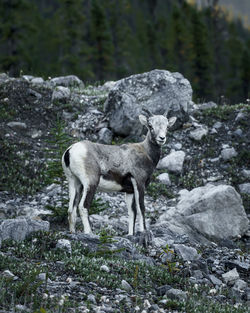 Sheep standing on rock