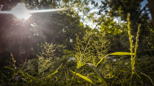 Sunlight streaming through trees on field
