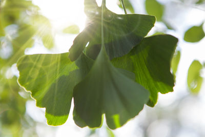 Close-up of leaves