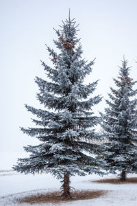 Tree in snow covered land against sky