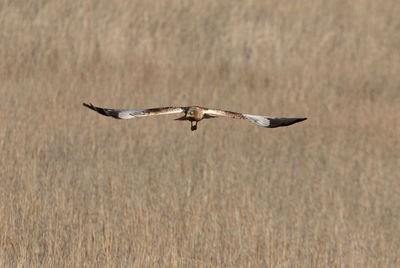 Bird flying over a field